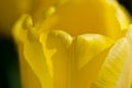 Nature Abstract: Close Look at the Delicate Yellow Tulip Petals of Spring Royalty Free Stock Photo