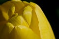 Nature Abstract: Close Look at the Delicate Yellow Tulip Petals of Spring Royalty Free Stock Photo