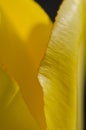 Nature Abstract: Close Look at the Delicate Yellow Tulip Petals of Spring Royalty Free Stock Photo