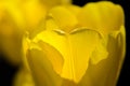 Nature Abstract: Close Look at the Delicate Yellow Tulip Petals of Spring Royalty Free Stock Photo