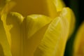 Nature Abstract: Close Look at the Delicate Yellow Tulip Petals of Spring Royalty Free Stock Photo