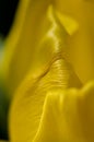 Nature Abstract: Close Look at the Delicate Yellow Tulip Petals of Spring Royalty Free Stock Photo