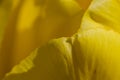 Nature Abstract: Close Look at the Delicate Yellow Tulip Petals of Spring Royalty Free Stock Photo