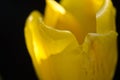 Nature Abstract: Close Look at the Delicate Yellow Tulip Petals of Spring Royalty Free Stock Photo