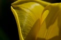 Nature Abstract: Close Look at the Delicate Yellow Tulip Petals of Spring Royalty Free Stock Photo