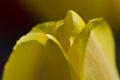 Nature Abstract: Close Look at the Delicate Yellow Tulip Petals of Spring Royalty Free Stock Photo