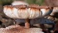 Nature Abstract: Close Look at Gills of a Parasol Mushroom Royalty Free Stock Photo