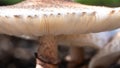 Nature Abstract: Close Look at Gills of a Parasol Mushroom Royalty Free Stock Photo