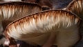 Nature Abstract: Close Look at Gills of a Parasol Mushroom Royalty Free Stock Photo