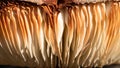 Nature Abstract: Close Look at Gills of a Parasol Mushroom Royalty Free Stock Photo