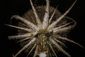 Nature Abstract: Harsh and Uninviting Head of a Dried Teasel Plant Royalty Free Stock Photo