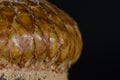 Nature Abstract: Close Look at an Acorn Cap