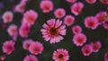 Nature abstract with colorful pink and purple flowers, blurred background Royalty Free Stock Photo