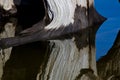 Nature Abstract - Driftwood Reflecting in the Water Royalty Free Stock Photo
