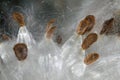 Nature Abstract: Elegant White Milkweed Fibers Presenting Their Seeds