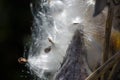 Nature Abstract: Elegant White Milkweed Fibers Presenting Their Seeds