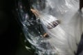 Nature Abstract: Elegant White Milkweed Fibers Presenting Their Seeds