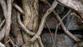 Nature Abstract: Gnarled Weathered Ancient Vines Climbing the Hidden Stone Wall