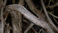 Nature abstract: Gnarled Weathered Ancient Vines Climbing the Hidden Stone Wall