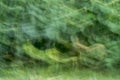 Nature Abstract Grass Background