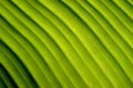 Nature abstract green banana leaf Diagonal lines Royalty Free Stock Photo