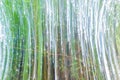 Nature abstract images of bamboo
