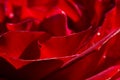 Nature Abstract: Lost in the Gentle Folds of the Delicate Rose Royalty Free Stock Photo