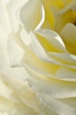 Nature Abstract: Lost in the Gentle Folds of the Delicate White Rose Royalty Free Stock Photo