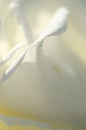 Nature Abstract: Lost in the Gentle Folds of the Delicate White Rose Royalty Free Stock Photo
