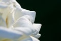 Nature Abstract: Lost in the Gentle Folds of the Delicate White Rose Royalty Free Stock Photo