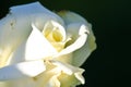 Nature Abstract: Lost in the Gentle Folds of the Delicate White Rose Royalty Free Stock Photo