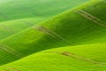 Nature abstract minimalistic background pattern. Rolling hills of green wheat fields. South Moravia, Czech Republic