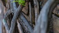 Nature Abstract: Gnarled Weathered Ancient Vines Climbing the Hidden Stone Wall