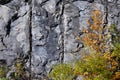 Nature Abstract: Pattern Created by Cracks and Crevices in a Solid Rock Wall and Autumn Foliage Royalty Free Stock Photo