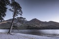 Pine tree growing on mountain lake shore.Nature abstract Royalty Free Stock Photo