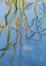 Nature abstract pond vegetation Royalty Free Stock Photo