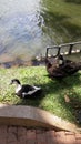  Nature. Add beauty to nature by the ducks. Lake. Grass.