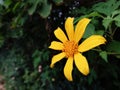 Nature addicted attractive yellow flower Royalty Free Stock Photo