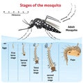 Nature Aedes aegypti, growth-stage stilt mosquito