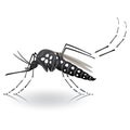 Nature, Aedes aegypti mosquitoes stilt