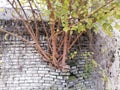 Nature against buildings. A tree grows from an old brick wall and collapses the wall.