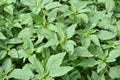 In nature, weeds grow Amaranthus retroflexus Royalty Free Stock Photo