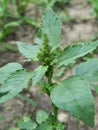 In nature, weeds growing Amaranthus retroflexus Royalty Free Stock Photo