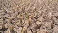 Dry paddy fields Royalty Free Stock Photo