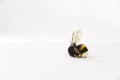 Nature alert concept: close up of isolated bumble bee Bombus dead in selective focus on white background