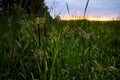 Nature along the Narew River in Tykocin Royalty Free Stock Photo