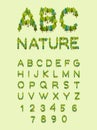 Nature alphabet. Tree font. Forest alphabet. Letter from Tree.