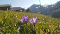 Nature, Alps flowers