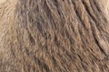 Nature animal body patterns close-up. Royalty Free Stock Photo