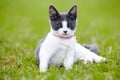 Nature, animal and cat playing in grass at an outdoor garden or park with pink collar and leaves. Cute, adorable and